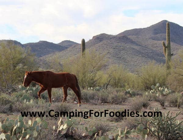 Wild Horse at campsite Camping For Foodies